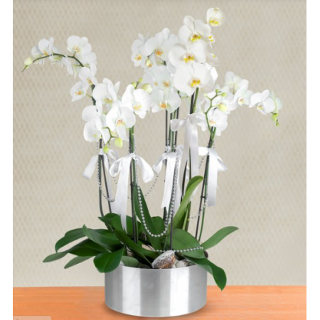 6 dal beyaz orkide